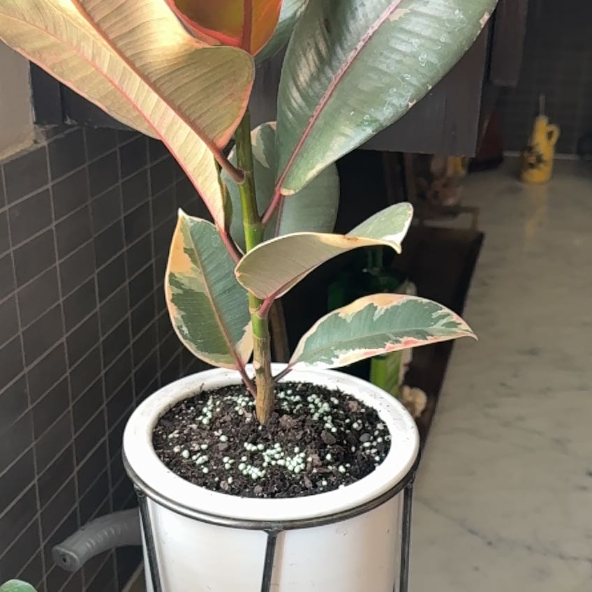 Photo of the plant species Rubber Plant 'Belize' by @FitRedsage2 named Lola on Greg, the plant care app