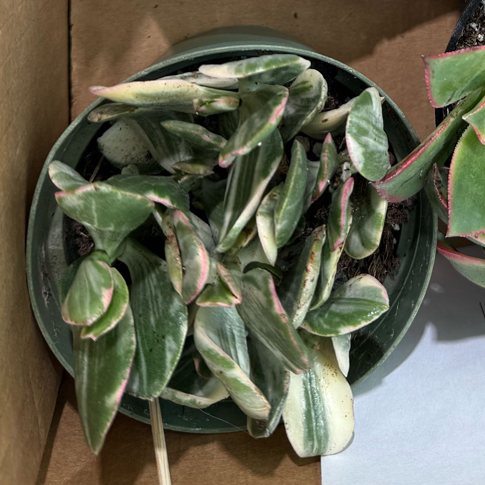 Photo of the plant species Tricolor Jade by @DeanGalega49 named Lavender on Greg, the plant care app