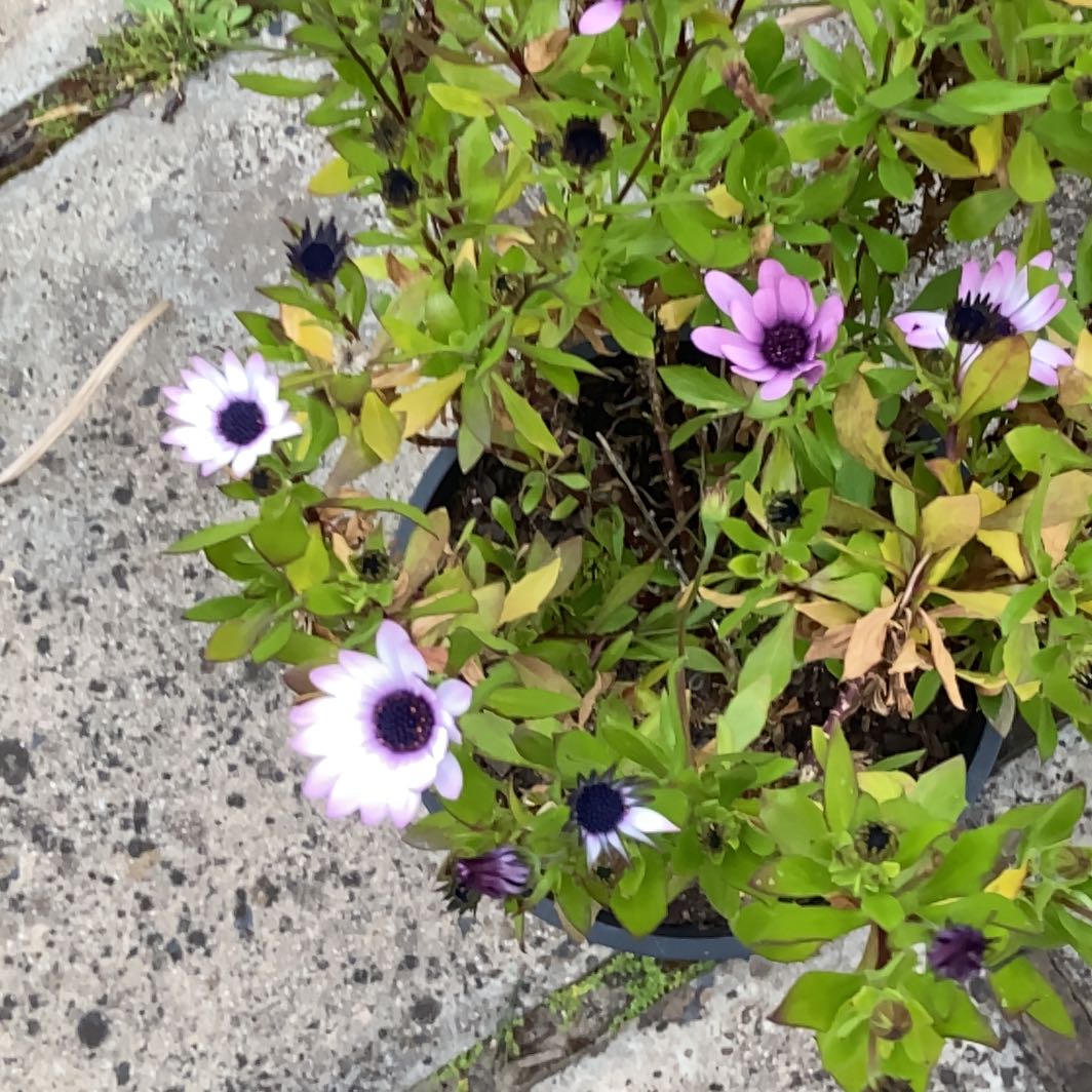 Photo of the plant species Showy Prairie Gentian by @AdeptRedhill62 named Messi on Greg, the plant care app