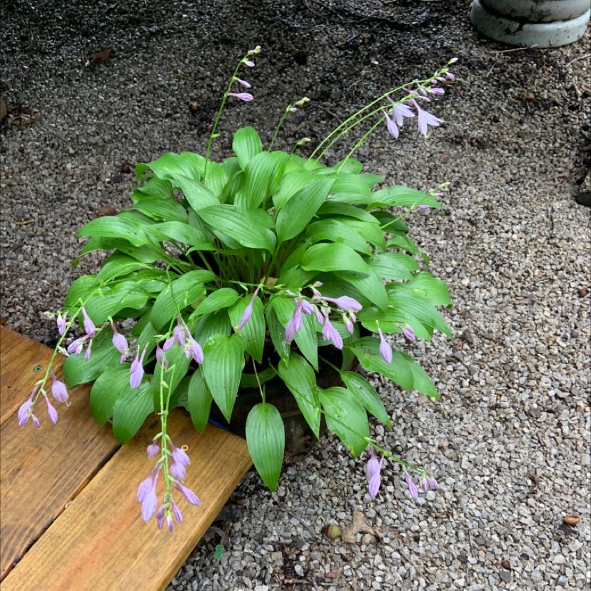 Plantain Lily with green leaves and purple flowers, well-maintained and thriving.