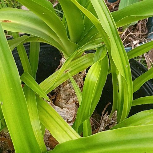 Photo of the plant species Poisonbulb by @StrikingSalal45 named Zeus on Greg, the plant care app