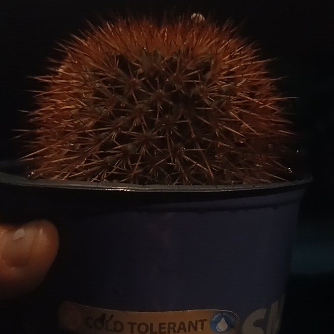 Mammillaria spinosissima