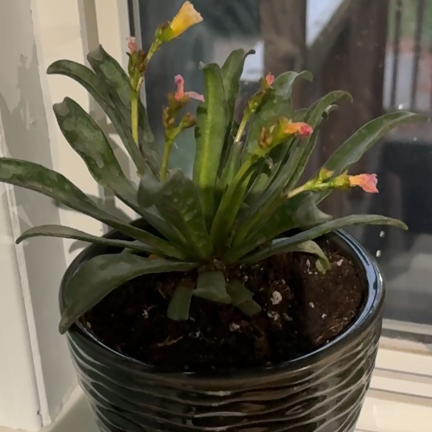 Photo of the plant species Cliff Maids by @EminentPansy named Bodhi on Greg, the plant care app
