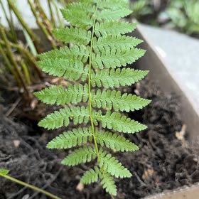 Plant care for Autumn Fern on Greg, the plant care app
