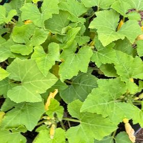 Photo of the plant species Early Yellow Straightneck Squash by @WingedDill15 named Gomez on Greg, the plant care app