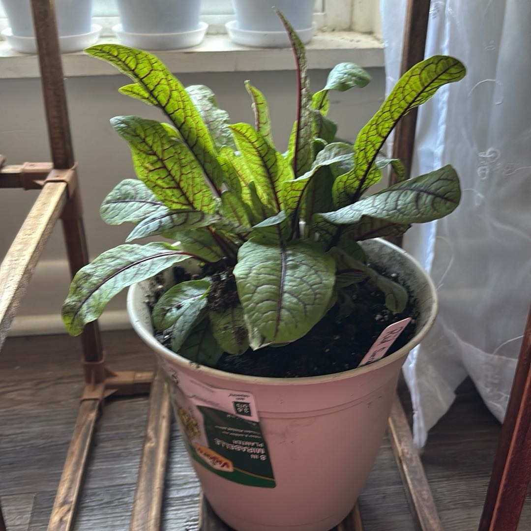 Photo of the plant species Redvein Dock by @SubtleCowbane62 named Zeus on Greg, the plant care app