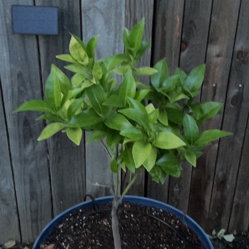 Photo of the plant species Page Mandarin Tree by @HipJicaro86 named Surya on Greg, the plant care app