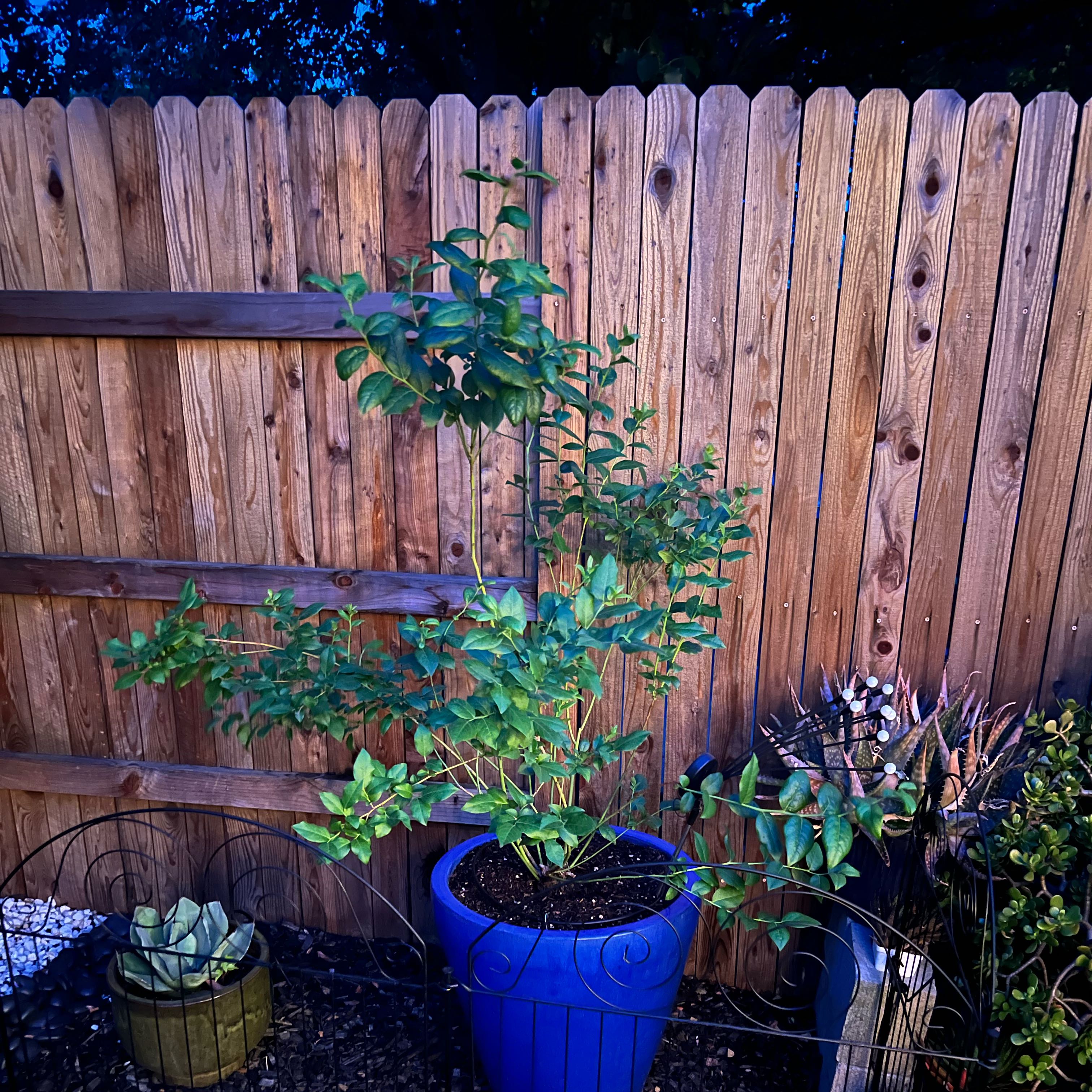 Photo of the plant species Blueberry by @HipJicaro86 named James Dean on Greg, the plant care app