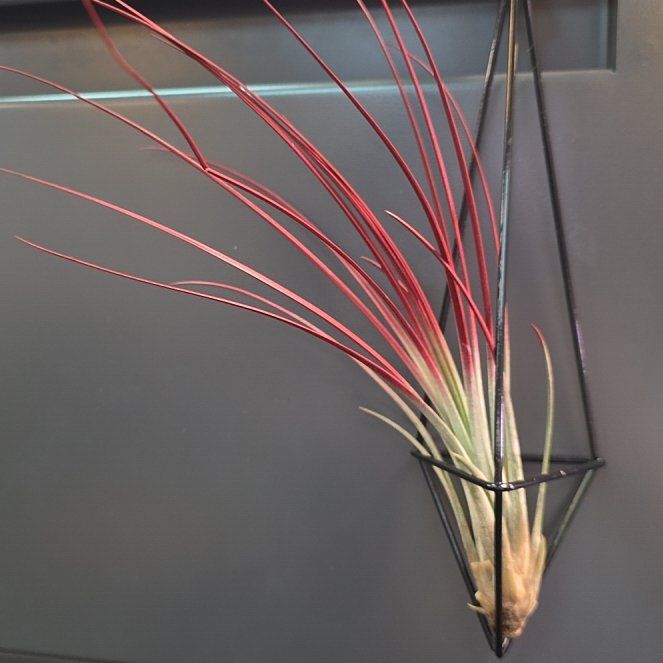 Photo of the plant species Giant Airplant by @FunDeathcap83 named Kylie Kelce on Greg, the plant care app