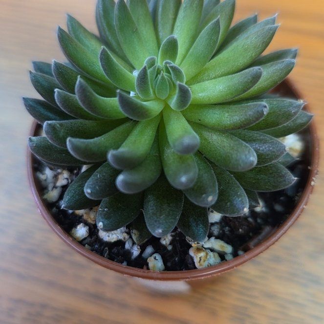 Photo of the plant species Black Sea Urchin by @FunDeathcap83 named Noirman on Greg, the plant care app