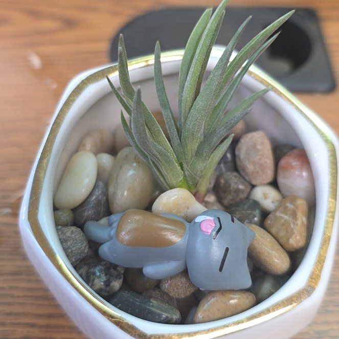 Photo of the plant species Air Plant by @FunDeathcap83 named Evita (Mini Argentina) on Greg, the plant care app