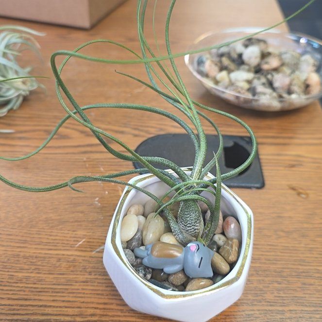 Photo of the plant species Tillandsia butzii by @FunDeathcap83 named Xena on Greg, the plant care app