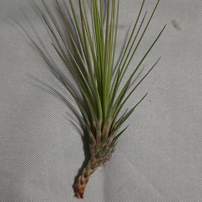 Photo of the plant species Tillandsia Juncea by @FunDeathcap83 named Remington on Greg, the plant care app