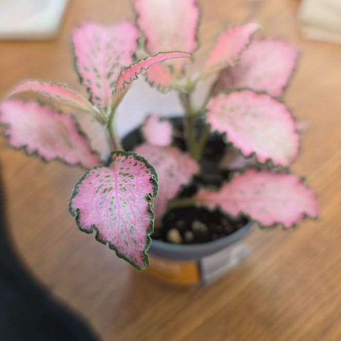 Photo of the plant species Pink Wave Nerve Plant by @FunDeathcap83 named Pinkie Tuscadero on Greg, the plant care app