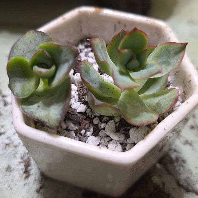 Photo of the plant species Echeveria pulidonis by @FunDeathcap83 named Dolores on Greg, the plant care app