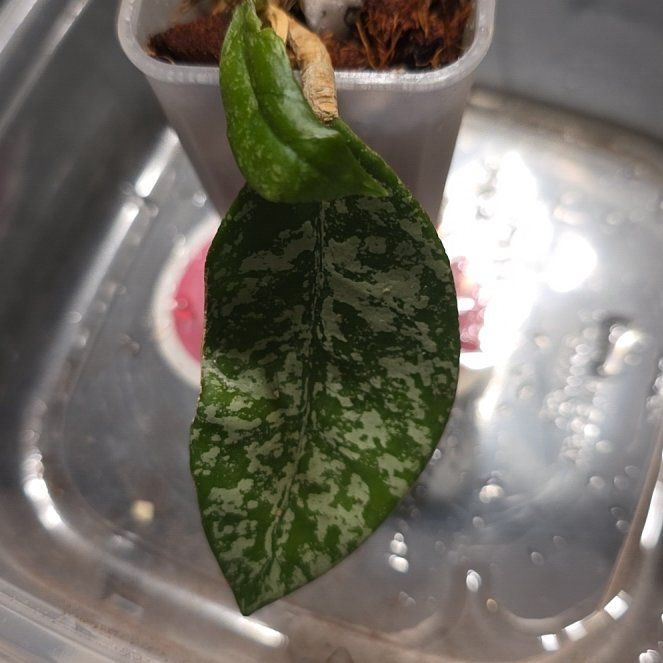 Photo of the plant species Stardust Hoya Carnosa by @FunDeathcap83 named Captain Plant-it on Greg, the plant care app