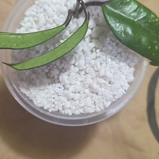 Photo of the plant species Hoya Crystal by @FunDeathcap83 named Robert Plant on Greg, the plant care app