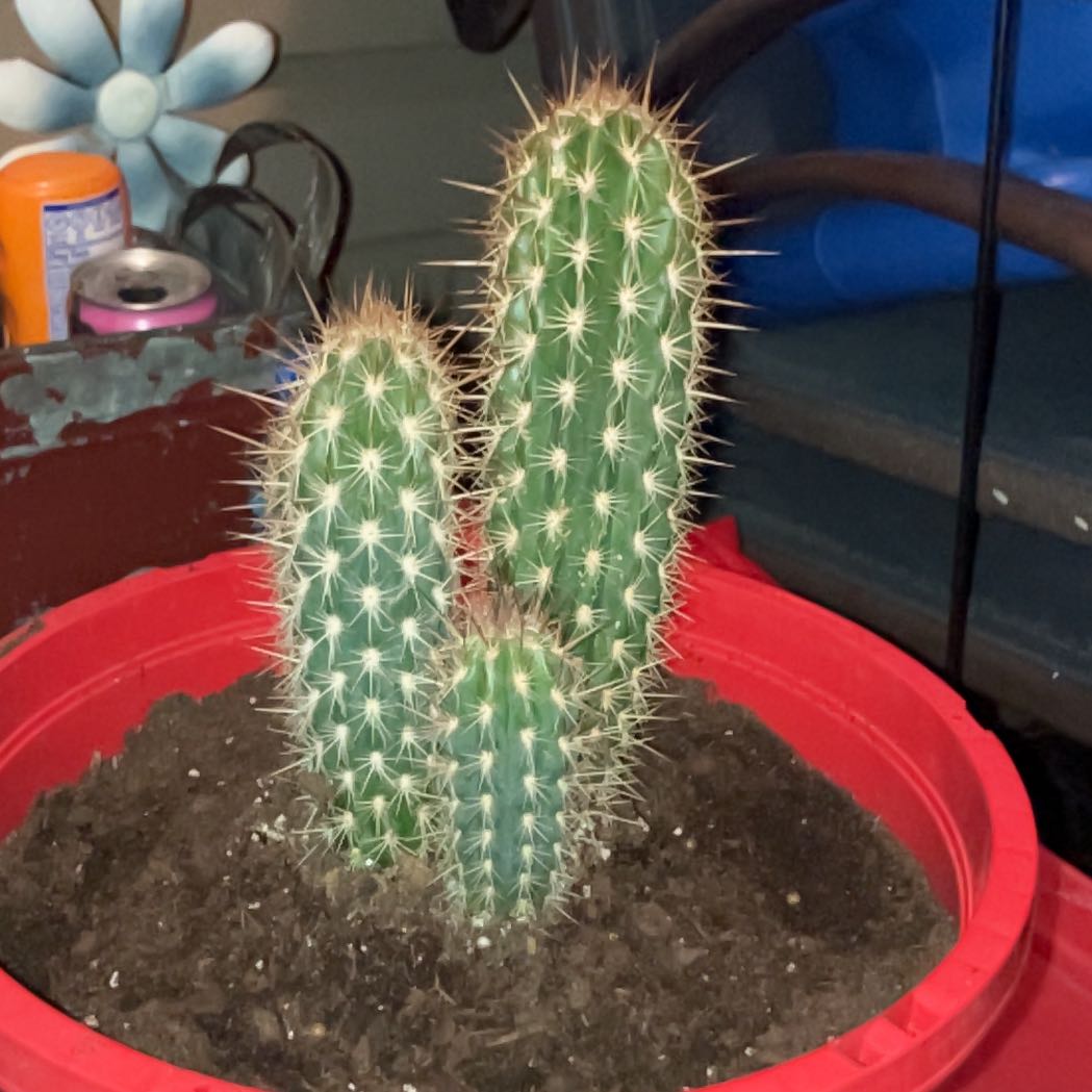 Photo of the plant species Pilosocereus gounellii by @JollyWhitestar named Robertoe on Greg, the plant care app