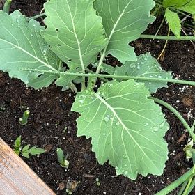 Photo of the plant species Kohlrabi by @GlowingNikkofir named Tolkien on Greg, the plant care app