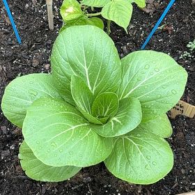 Photo of the plant species Bok Choy by @GlowingNikkofir named Prince on Greg, the plant care app