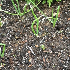 Photo of the plant species Red Onion by @GlowingNikkofir named Daphne on Greg, the plant care app