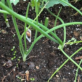 Photo of the plant species Nodding Onion by @GlowingNikkofir named Lola on Greg, the plant care app