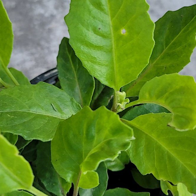 Photo of the plant species Odontonema tubaeforme by @LushBlueech73 named Austen on Greg, the plant care app