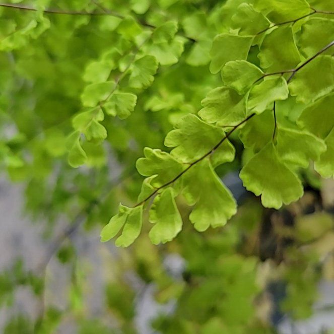 Photo of the plant species Valley Mist Fern by @LushBlueech73 named Athena on Greg, the plant care app