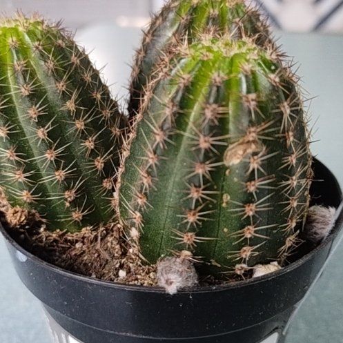 Photo of the plant species Echinopsis 'Marte' by @HipBlueelf68 named Beckham on Greg, the plant care app
