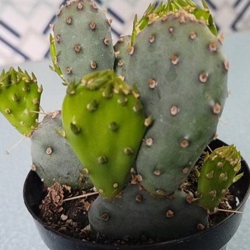 Photo of the plant species Opuntia by @HipBlueelf68 named Morgan Treeman on Greg, the plant care app