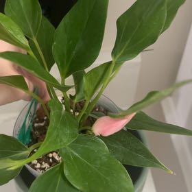Photo of the plant species Lilli by @ProPignut79 named Leaf Erickson on Greg, the plant care app
