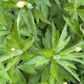 Photo of the plant species Globeflower by @FineMango57 named Kardashian on Greg, the plant care app