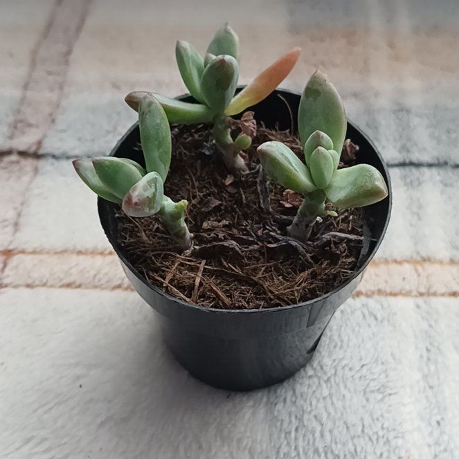 Photo of the plant species Graptoveria 'Blue Pearl' by @ArishemsArmor named Nuru on Greg, the plant care app