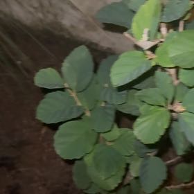 Photo of the plant species Witch Hazel by @ClubbyWildtea41 named Oscar on Greg, the plant care app