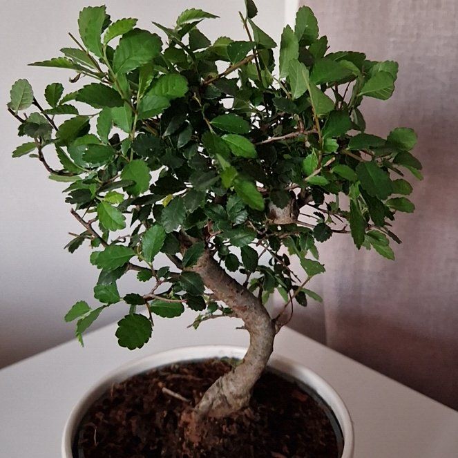 Photo of the plant species elm bonsai by @youknowsham named Darwin on Greg, the plant care app