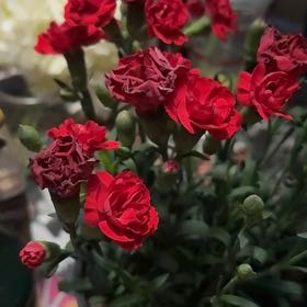 Photo of the plant species Dianthus 'SuperTrouperTM Scarlet' by @Abbie-lakunta named Pax on Greg, the plant care app