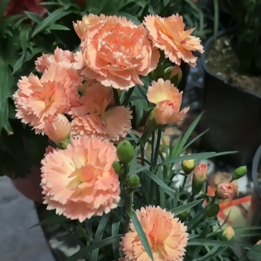 Photo of the plant species Dianthus 'Supertrouper Orange' by @Abbie-lakunta named Tupot amaroot on Greg, the plant care app