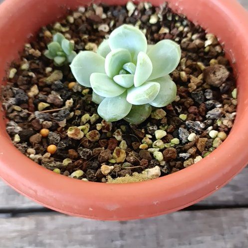 Photo of the plant species Ice Green by @cacticat named Mochi on Greg, the plant care app