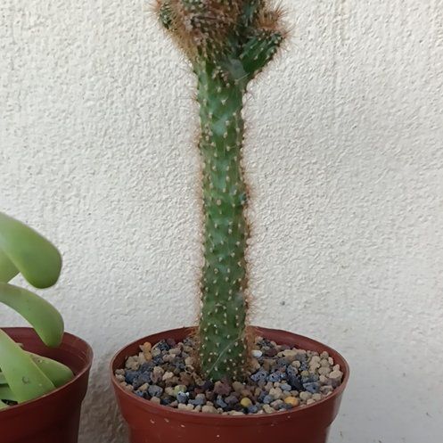 Photo of the plant species Cereus Cactus by @cacticat named Gaga on Greg, the plant care app