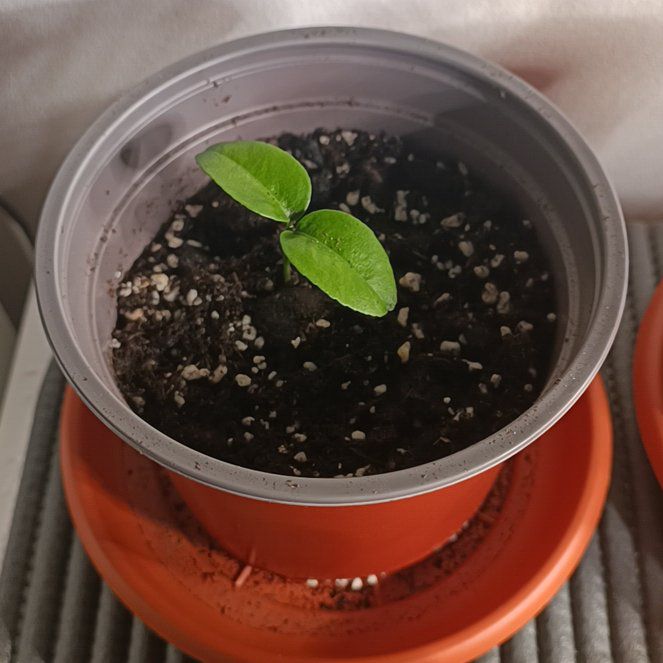 Photo of the plant species Clementine by @ClearJewelplant named Einstein on Greg, the plant care app