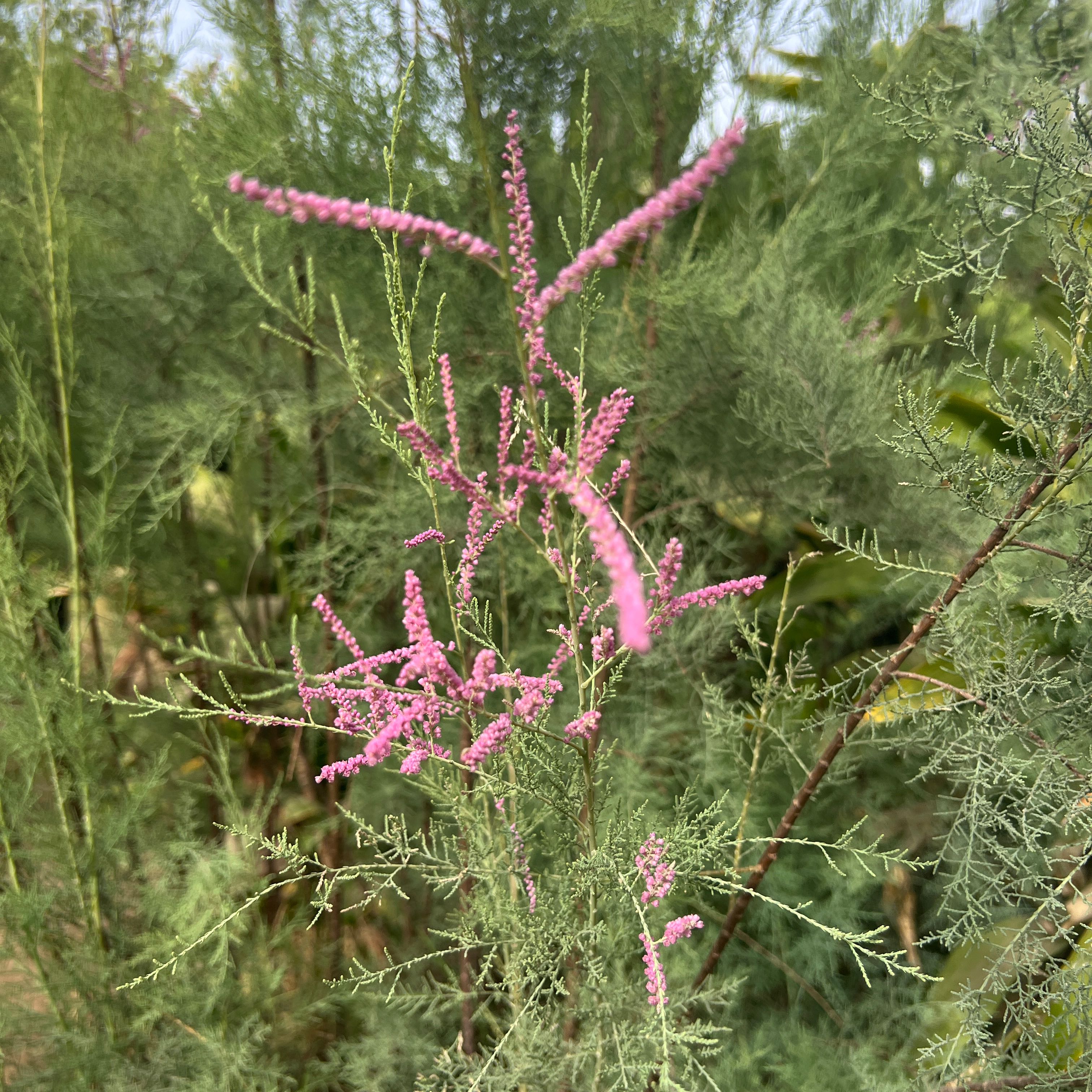 Photo of the plant species Tamarisk tree by @InfiniteTomato named Leaf Erickson on Greg, the plant care app