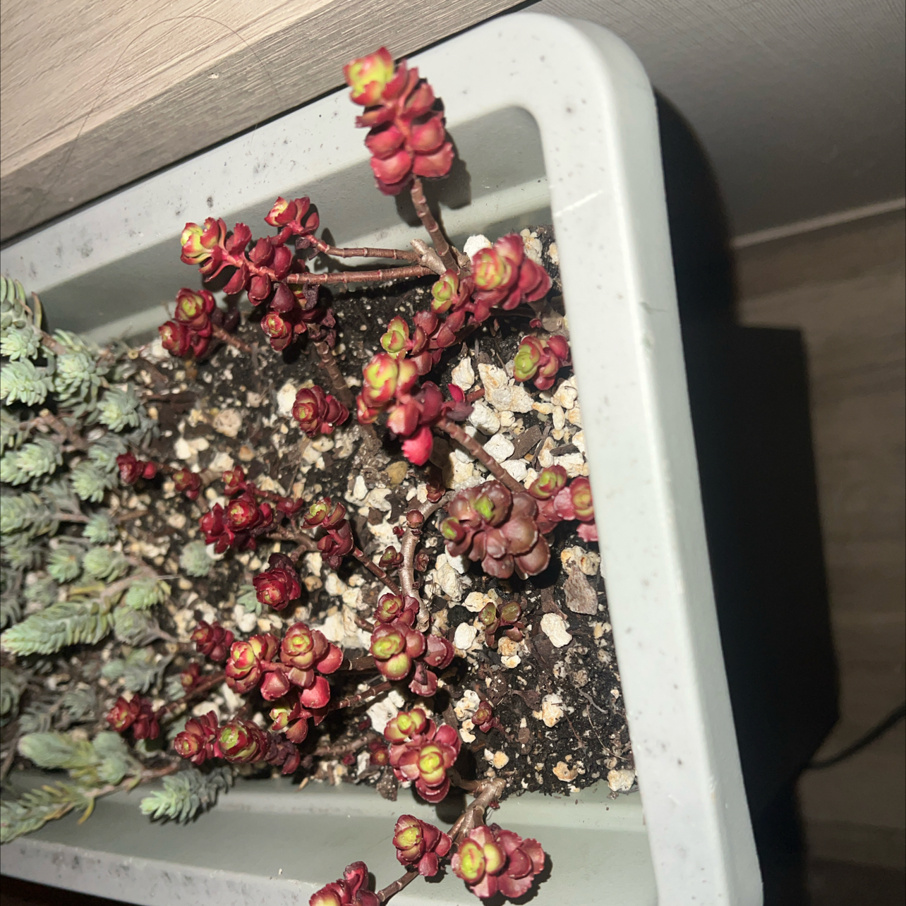 Photo of the plant species Spreading Stonecrop by @YeahDownyphlox named Dax on Greg, the plant care app