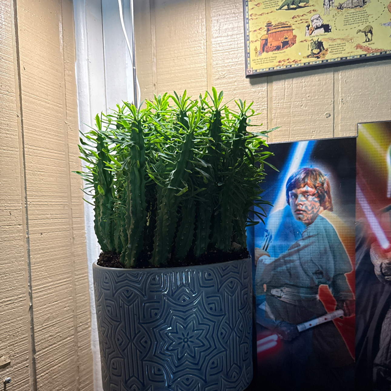 Photo of the plant species Euphorbia loricata by @dylandidonato named Bruce Lee on Greg, the plant care app