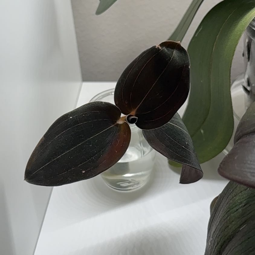 Photo of the plant species Sea Turtle Jewel Orchid by @FestalRedbush34 named Sea turtle Jewel on Greg, the plant care app