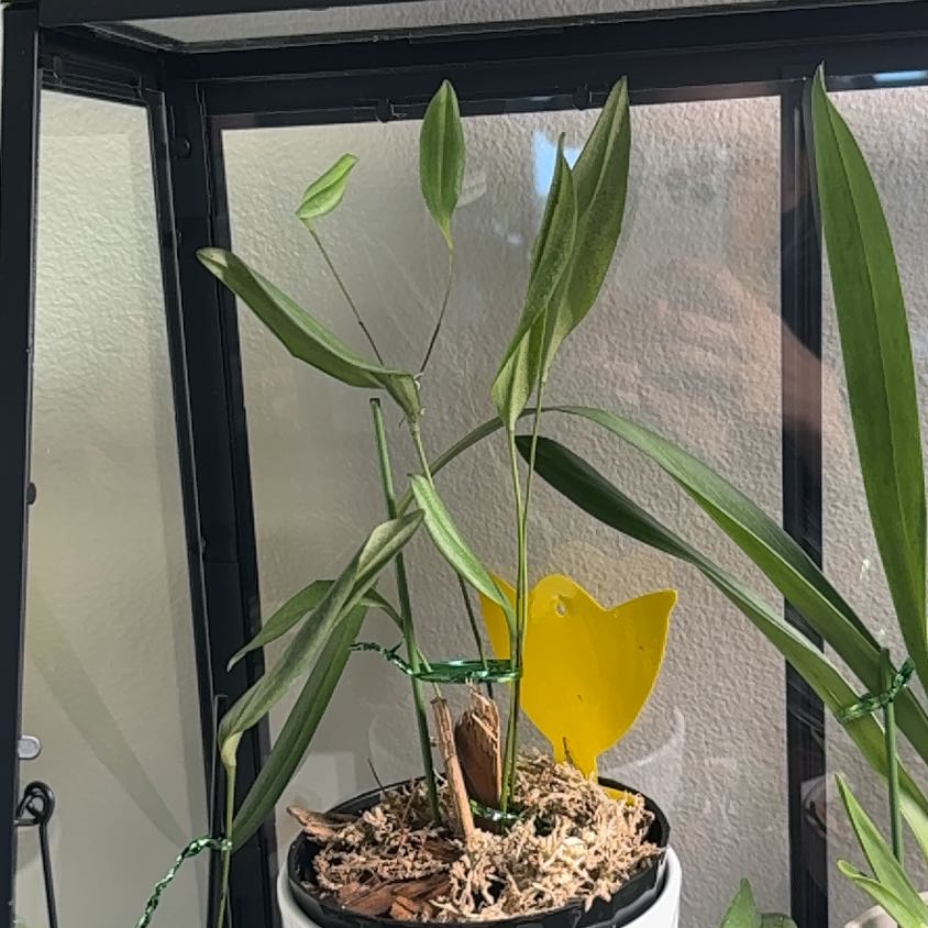 Photo of the plant species Orchid by @FestalRedbush34 named Orwell on Greg, the plant care app