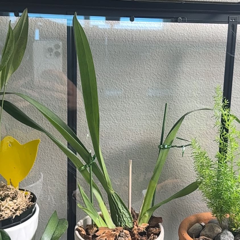 Photo of the plant species Lavender Picotee orchid Or Oncostele Tan Treasures by @FestalRedbush34 named Gregarious on Greg, the plant care app