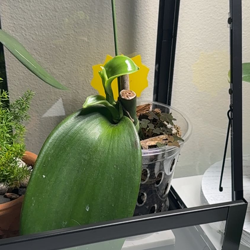 Photo of the plant species West Indian Vanilla by @FestalRedbush34 named Zeus on Greg, the plant care app