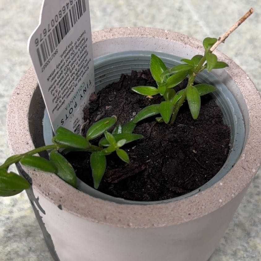 Photo of the plant species Columnea hirta by @OptimistSalad72 named Orlando Bloom on Greg, the plant care app