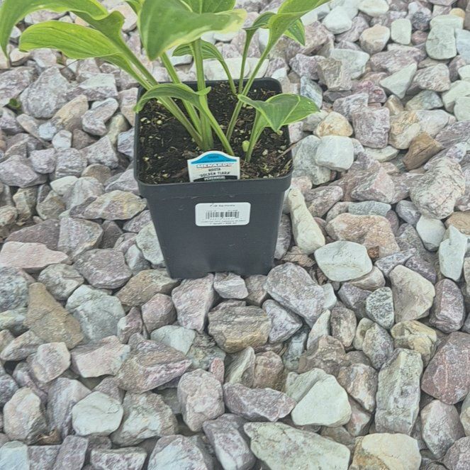 Photo of the plant species Golden Tiara Hosta by @KeyBeans44 named Morgan Treeman on Greg, the plant care app