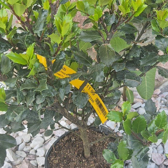 Plant care for American Holly 'Dangle Belles' on Greg, the plant care app